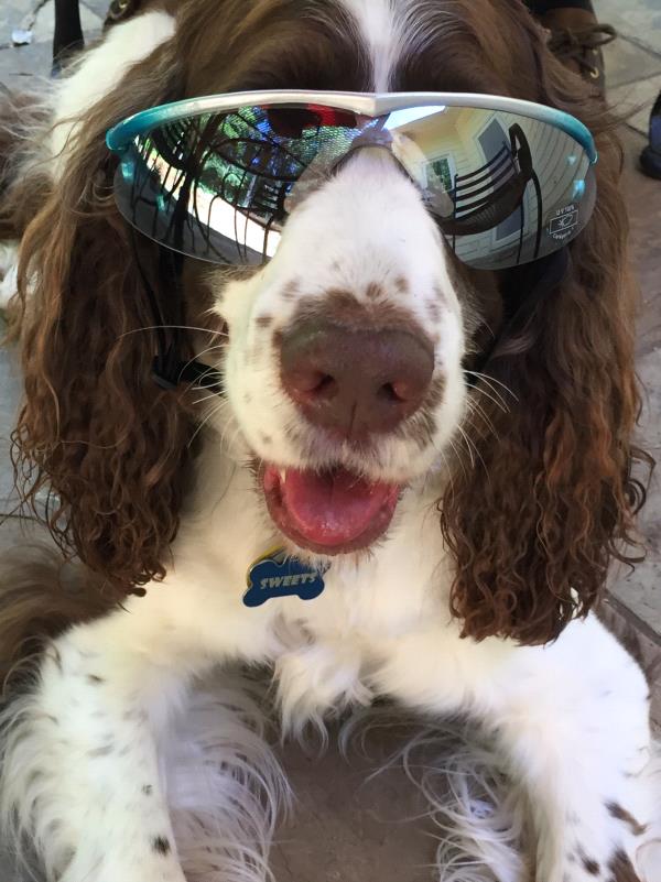 /Images/uploads/Homeward Bound Pet Rescue/HBPR_Photocontest/entries/12129thumb.jpg